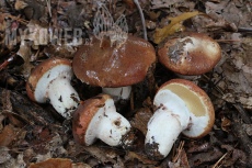 Suillus luteus