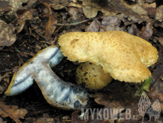 Gyroporus cyanescens