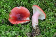 Russula helodes