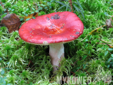 Russula helodes