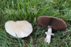 Agaricus crocodilinus