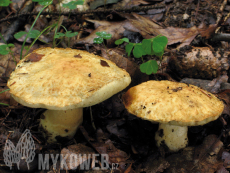 Gyroporus cyanescens