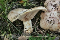 Lactarius controversus