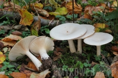 Clitocybe geotropa