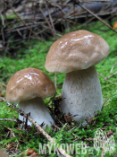 Boletus edulis