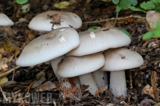 Clitocybe nebularis