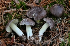 Tricholoma portentosum