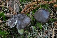 Tricholoma portentosum
