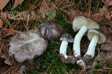 Tricholoma portentosum
