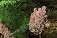 Ramaria rubella