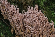 Ramaria rubella