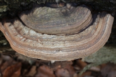 Ganoderma applanatum