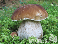 Boletus edulis