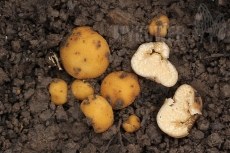 Tuber excavatum