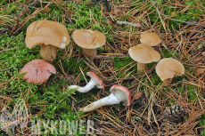 Gomphidius roseus