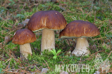 Boletus edulis