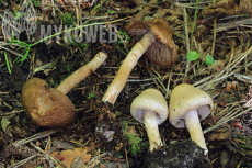 Inocybe bongardii