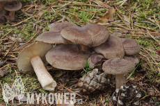 Lactarius mammosus