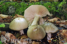 Megacollybia platyphylla