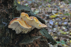 Piptoporus quercinus