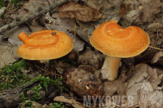 Lactarius porninsis