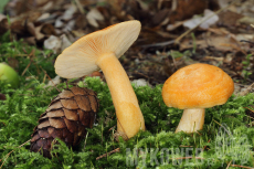 Lactarius porninsis