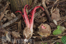 Clathrus archeri