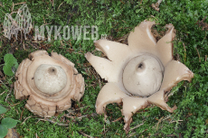 Geastrum michelianum