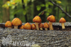 Pholiota adiposa