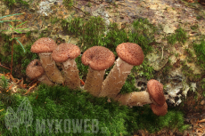 Armillaria ostoyae