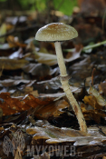 Leratiomyces squamosus