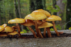 Pholiota adiposa