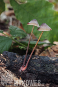 Mycena crocata