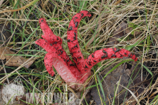 Clathrus archeri