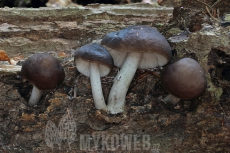 Pluteus cervinus