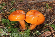 Lactarius aurantiacus