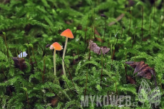 Mycena acicula