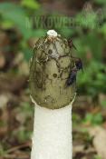 Phallus impudicus