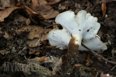 Polyporus melanopus