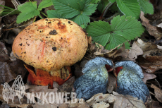 Boletus luteocupreus