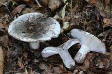 Russula albonigra