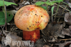 Boletus luteocupreus