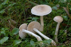 Tricholoma inamoenum