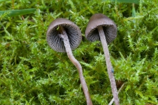 Panaeolus acuminatus