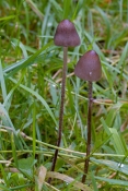 Panaeolus acuminatus