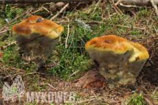 Phaeolus schweinitzi