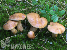 Suillus bovinus