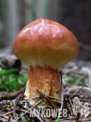 Suillus grevillei