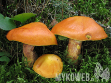 Suillus grevillei