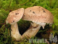 Suillus viscidus